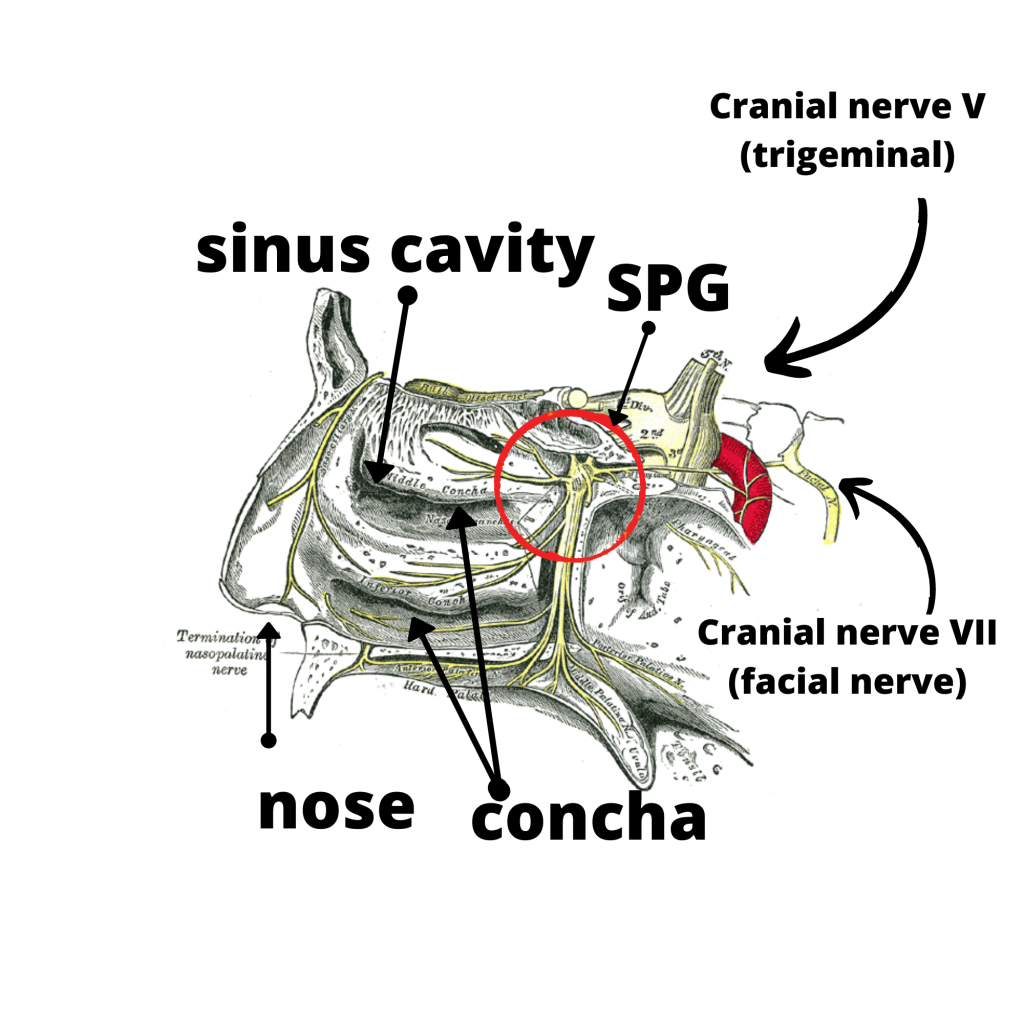 cross-section of face showing SPG and other nerves
