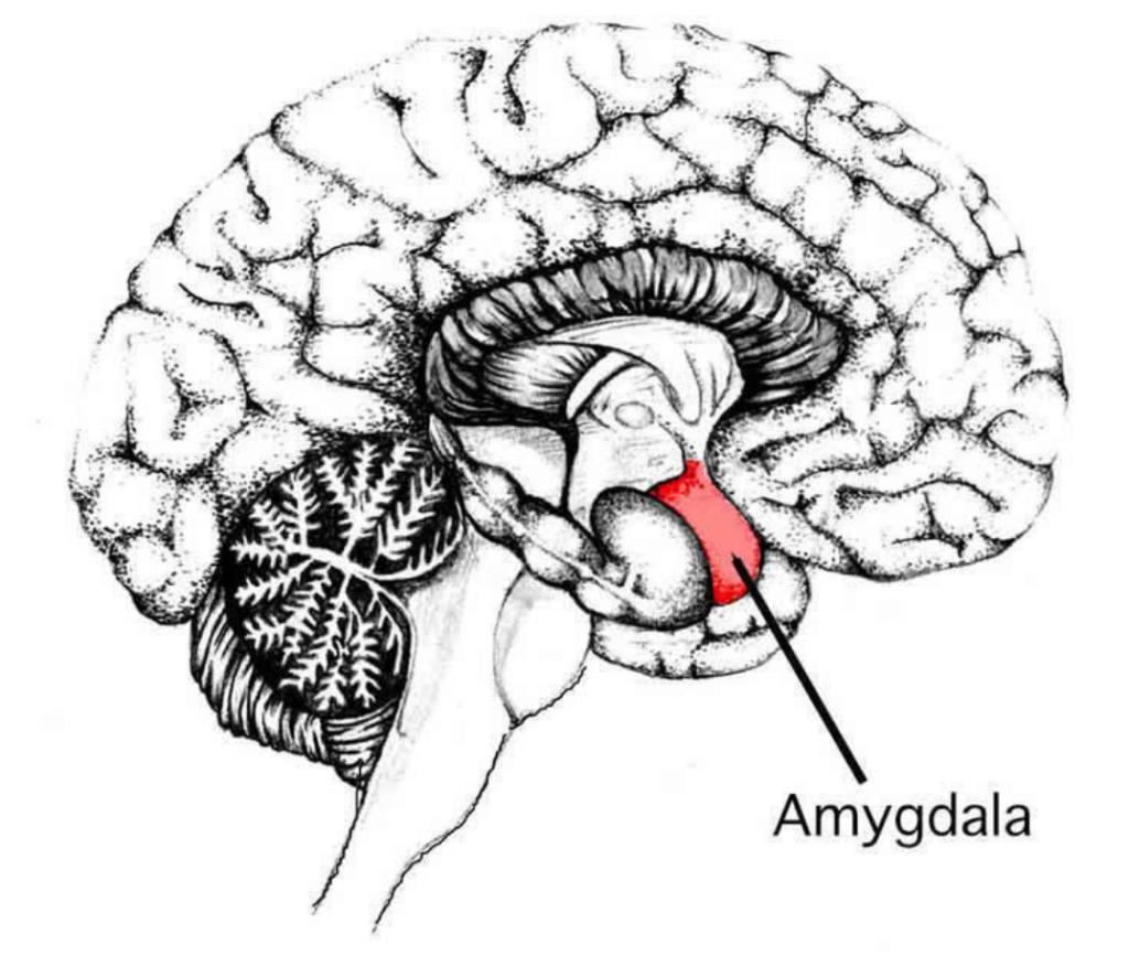 Pain, Emotions, & the Amygdala