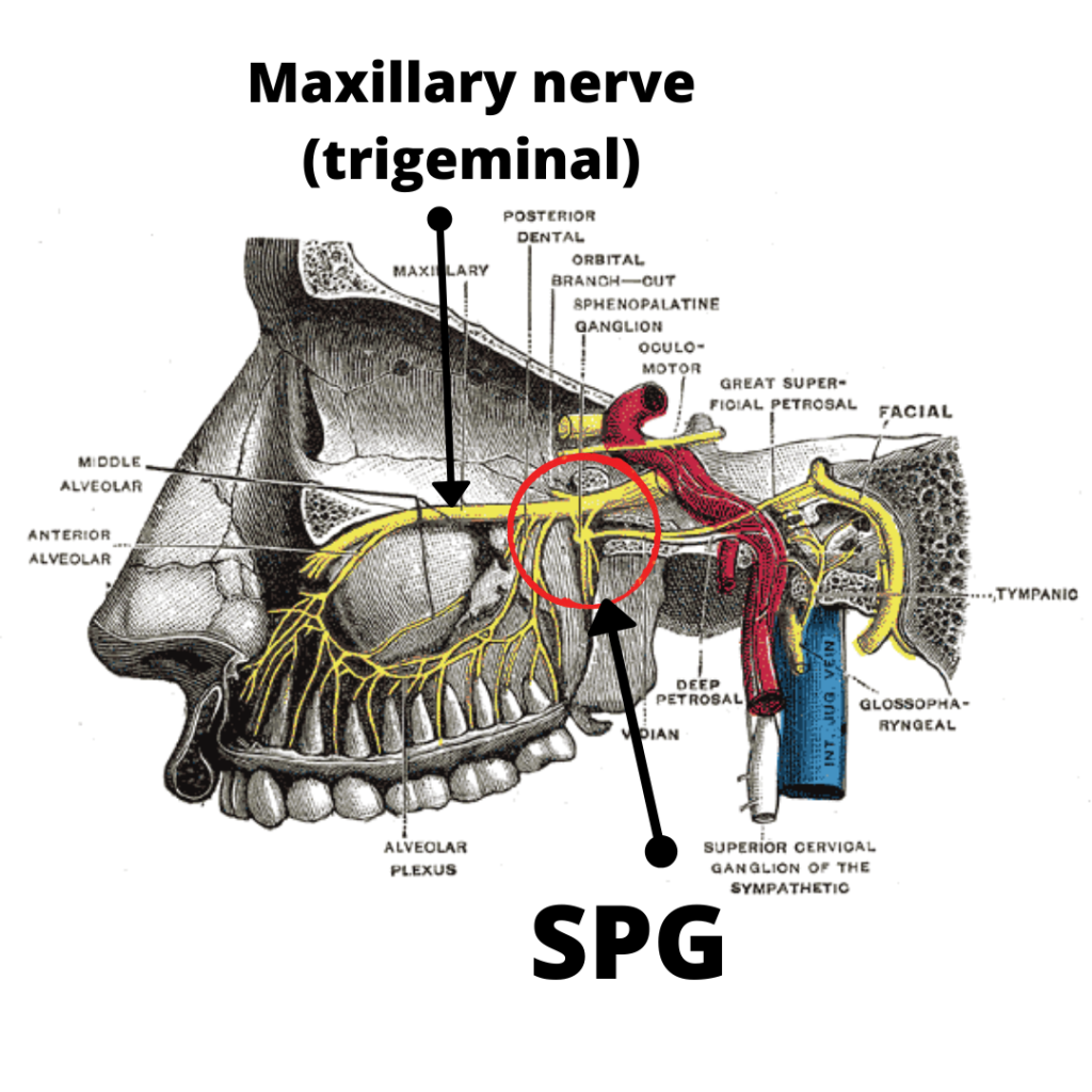 cross-section of face showing maxillary nerve